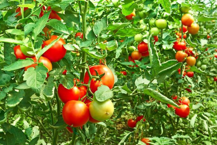גידול הידרופוני של עגבניות | מדריך מקצועי