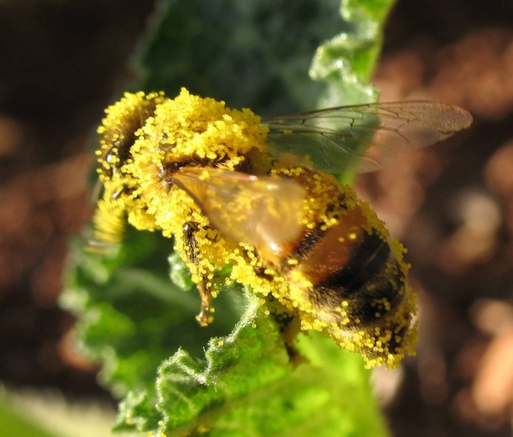 "Bee carry pollen 018a" מאת Eli Shany - נוצר על ידי מעלה היצירה. מתפרסם לפי רישיון GFDL דרך ויקישיתוף - http://commons.wikimedia.org/wiki/File:Bee_carry_pollen_018a.jpg#mediaviewer/File:Bee_carry_pollen_018a.jpg