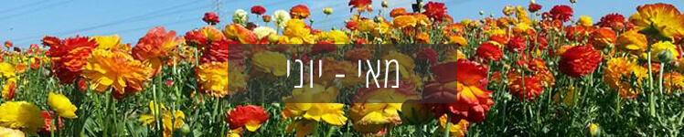 מה כדאי לשתול עכשיו? מדריך זריעה ושתילה של נייצ'ר טק