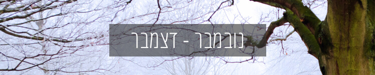 מה שותלים בחודש נובמבר לקראת החורף? מה אפשר לזרוע? ירקות ותבלינים לפי טבלת זריעה מסודרת