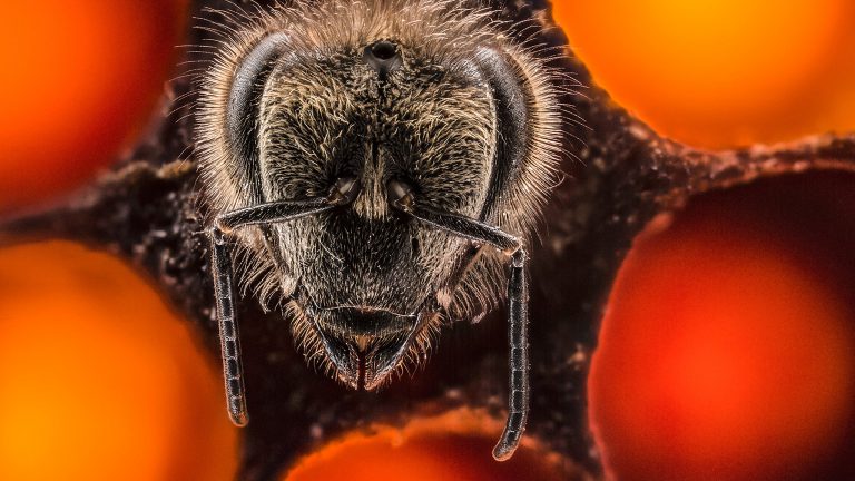 וידאו: 21 הימים הראשונים בחייהן של דבורים ב-60 שניות עוצרות נשימה