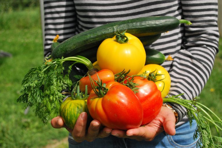 פעם ראשונה שלך? עקרונות תכנון גינת ירק ביתית למתחילים