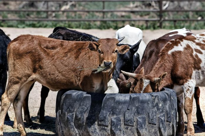 פרות שמגודלות לצרכי אכילה הן הגורם המזהם המשמעותי ביותר