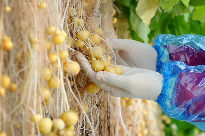 גידול הידרופוני של תפוחי אדמה קטנים