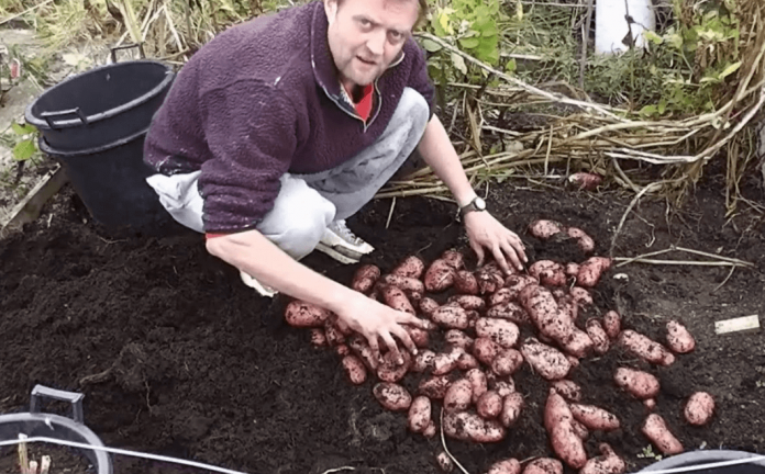 גידול ירקות בבית תפוחי אדמה