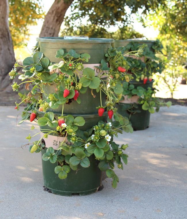 עשו זאת בעצמכם בגינה: איך לבנות מגדל תותים מדליים ב-15 דקות