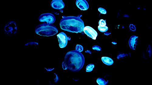 Bioluminescent jelly fish / tumblr/