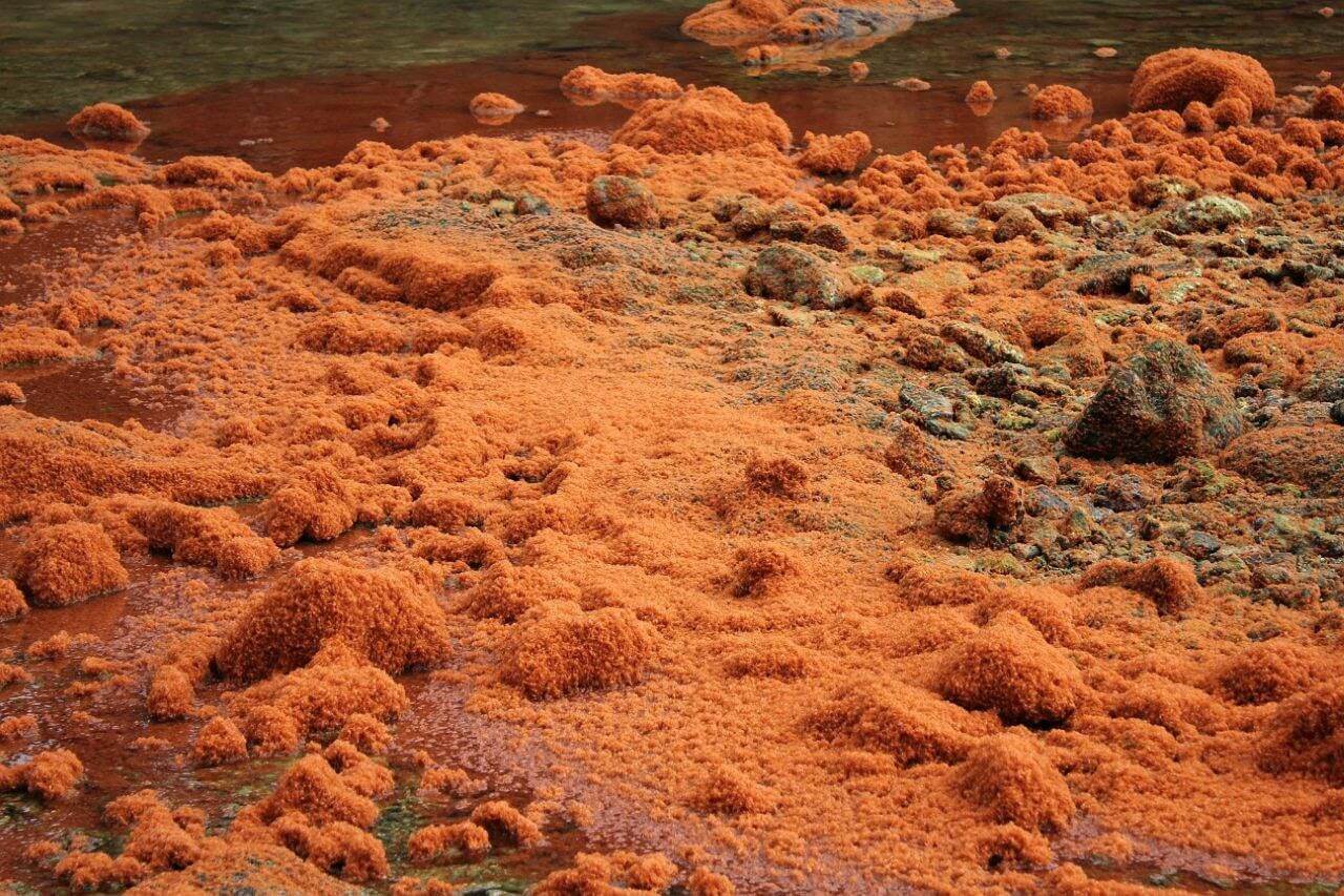 יילודי הסרטים יוצרים שטיחים אדומים ברחבי האי כולו צילום: Parks Australia