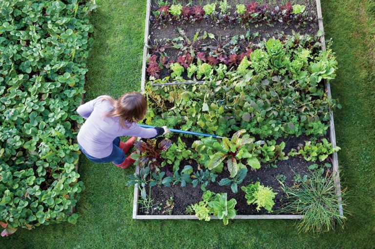 לגזור ולשמור: מדריך גינון ביתי וגידול ירקות בכל עונות השנה