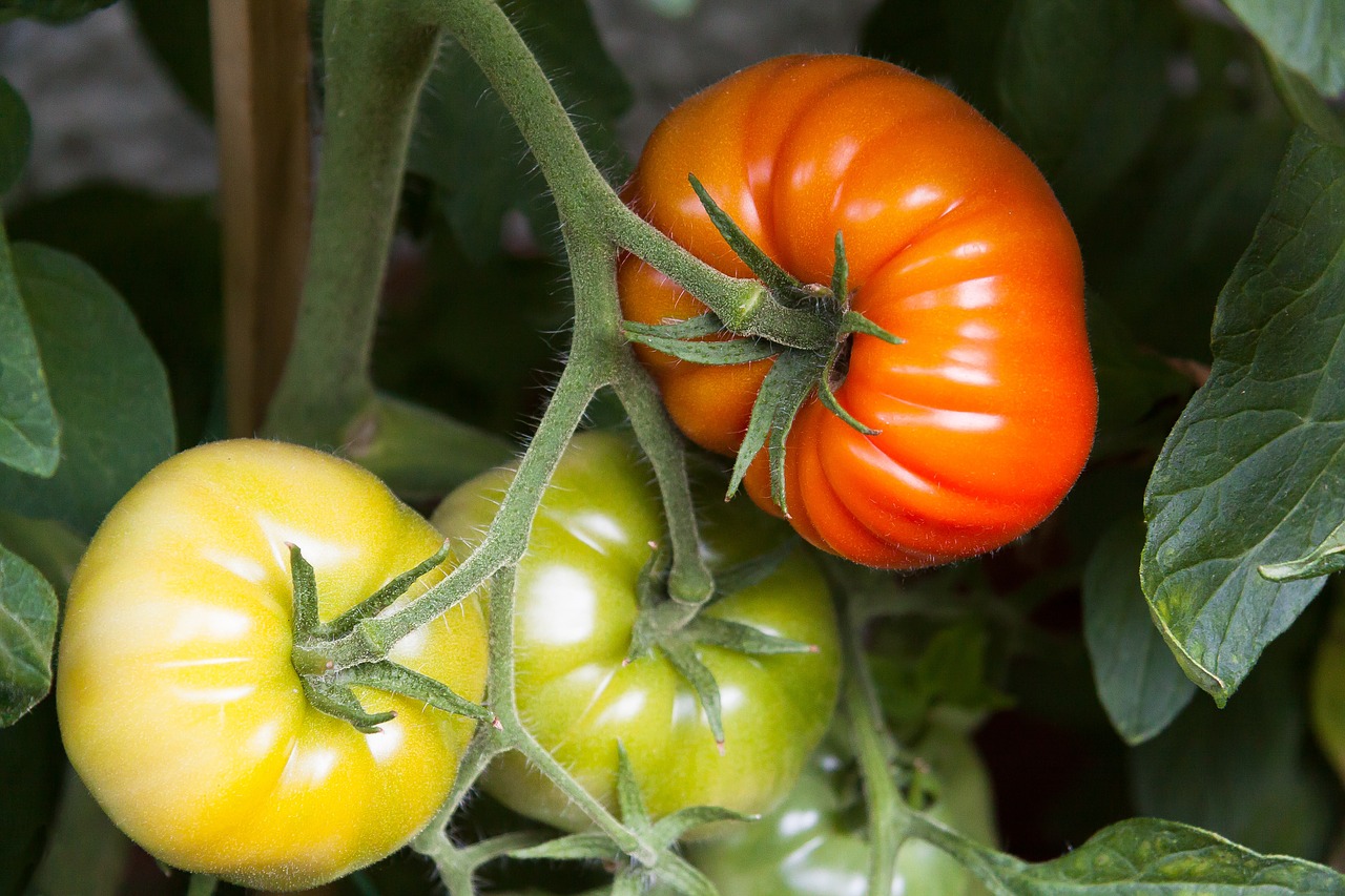מדריך גידול עגבניות בבית