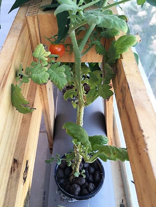 גידול עגבניות הידרופוניות בבית