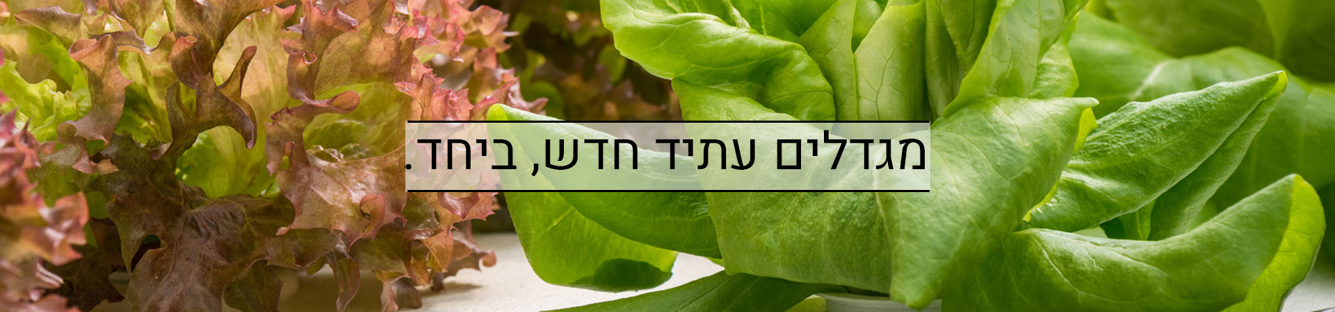 גידול הידרופוני, מדריכים מקצועיים עשה זאת בעצמך גידול קנביס רפואי