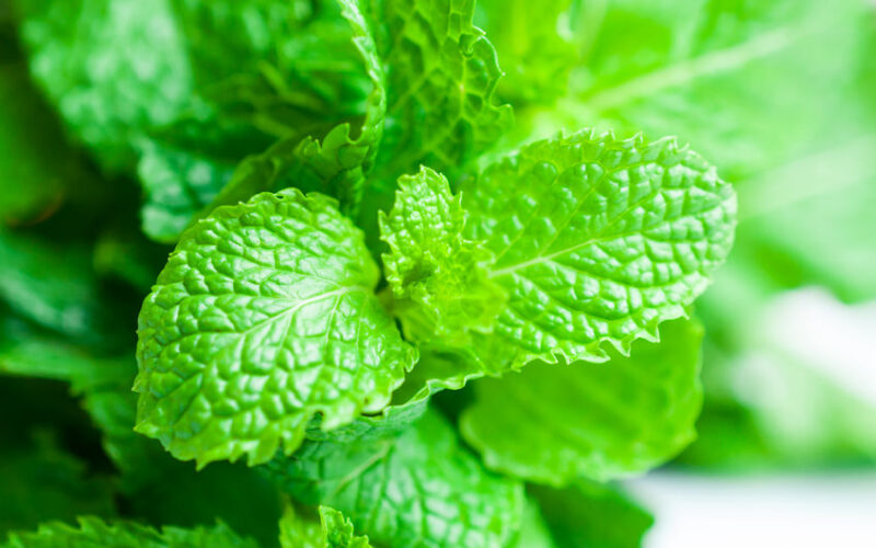 מדריך גידול נענע בבית: אספקה שוטפת של נענע טרייה ולא מרוססת שגידלת בעצמך