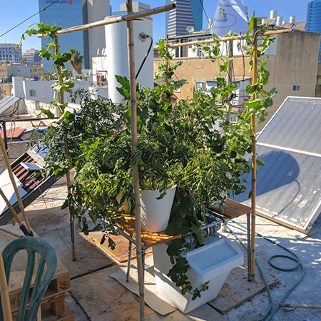 גידול ירקות על גג בתל אביב במערכת הידרופונית