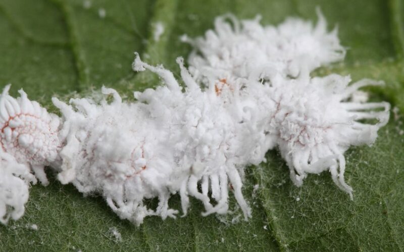 כנימה קמחית: הכר את האויב ו-8 מתכונים להדברה אורגנית ביתית ויעילה