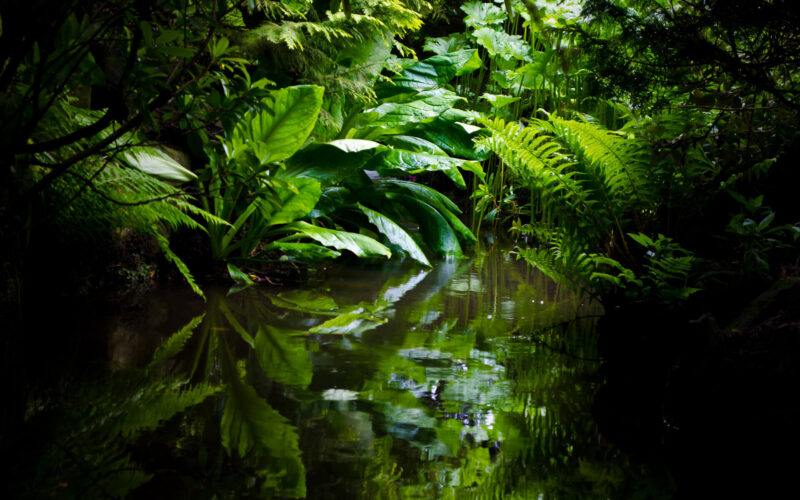 דשן סינתטי ואורגני: מהו המזון של המזון שלנו, סוגיו, יתרונותיו ומחירו הסביבתי?