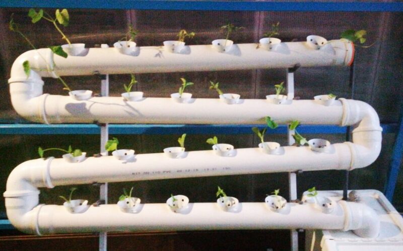 גידול ירקות בהידרופוניקה: משתילה לקטיף ב30 יום