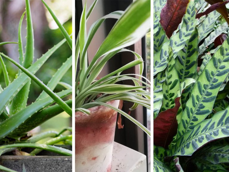 10 צמחי בית מומלצים שיכניסו לכם ירוק הביתה ואופן הטיפול בהם