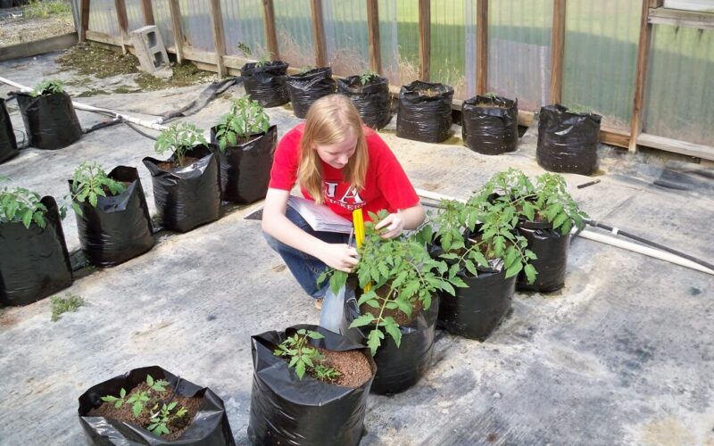 ניסוי בבית ספר: האם עדיף לגדל עגבניות בהידרופוניקה או באדמה? התוצאות חד משמעיות