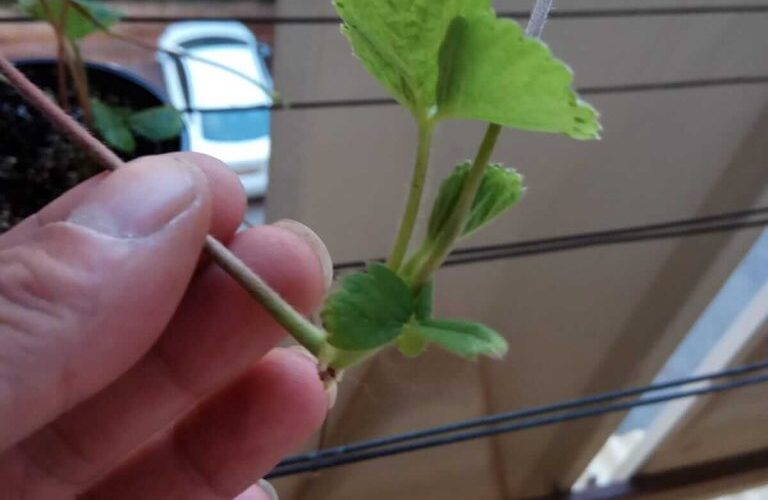 נסו בבית: איך לגדל תות שדה ולהשריש את שלוחותיו