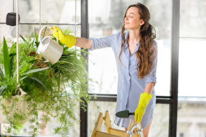 אישה משקה צמחים בביתה