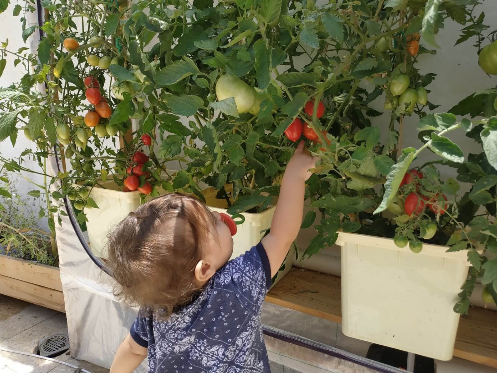 תינוקת עם עגבניות הידרופוניות