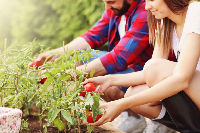 סקר מגדלי ירקות ביתיים: השתתפו בסקר ואולי תזכו במערכת הידרופונית!
