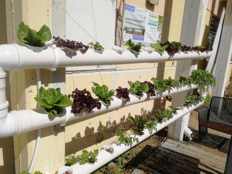 לא רק פסטות ושימורים: מאות גינות ירק ביתיות הוקמו בצל משבר הקורונה