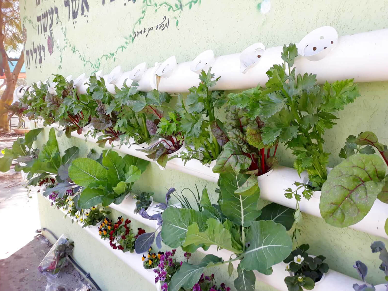 מערכת גידול הידרופונית בבית ספר עם ירקות